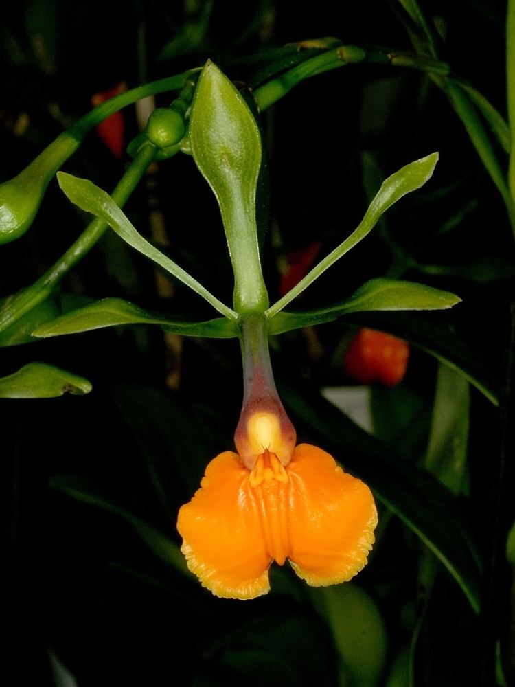 Epidendrum pseudepidendrum FileEpidendrum pseudepidendrum Orchi 409jpg Wikimedia Commons
