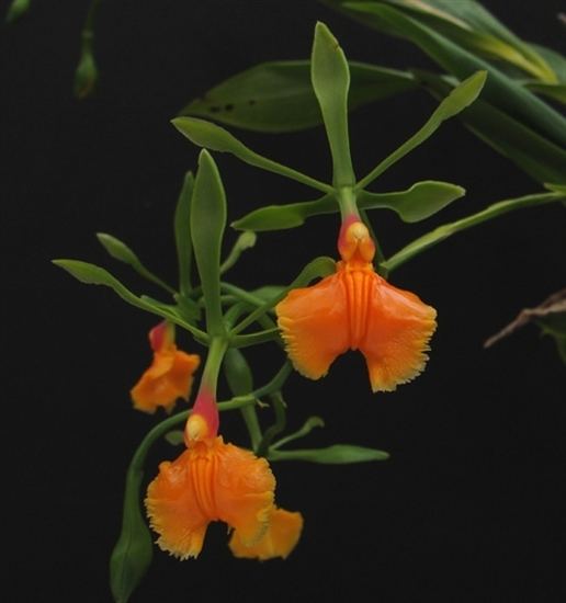Epidendrum pseudepidendrum Epidendrum pseudepidendrum presented by Orchids Limited