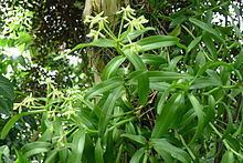 Epidendrum rigidum httpsuploadwikimediaorgwikipediacommonsthu