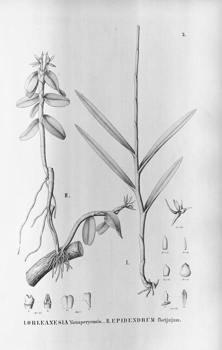 Epidendrum sculptum