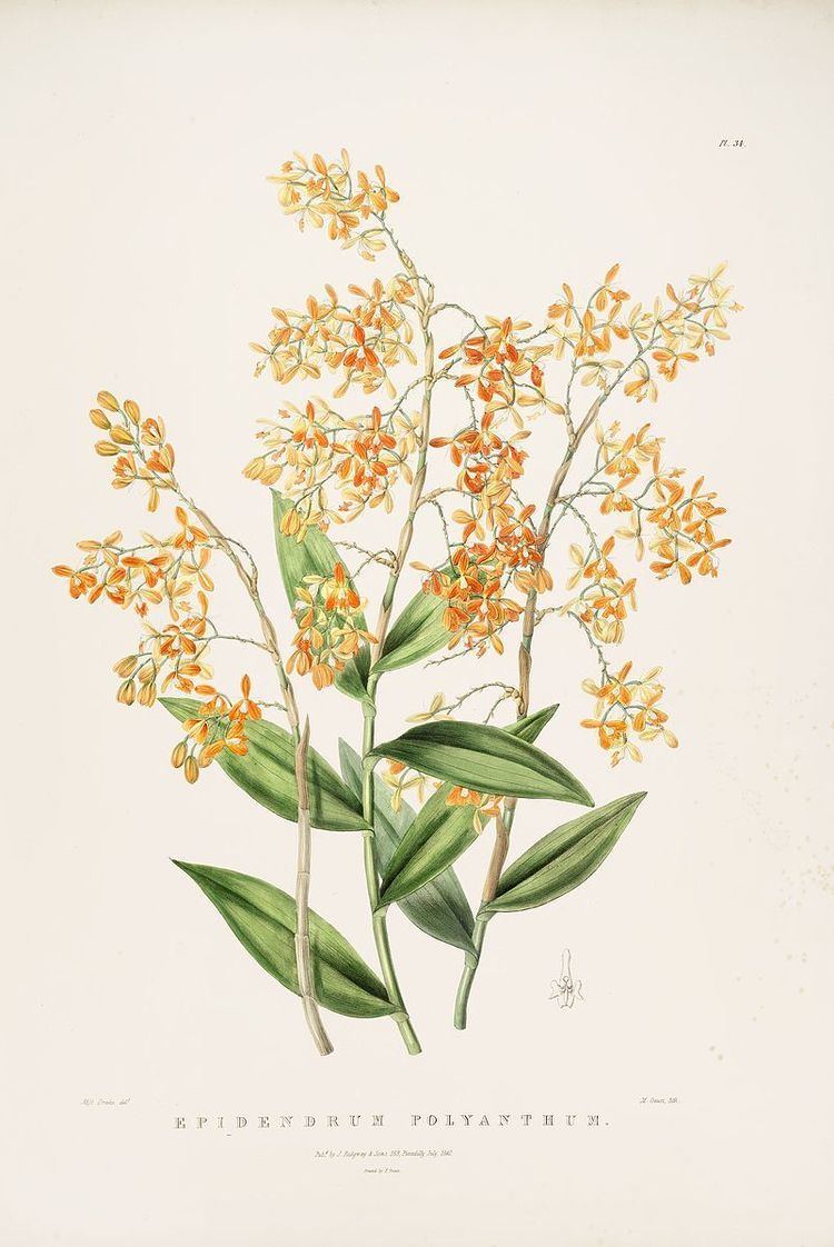 Epidendrum sect. Polycladia
