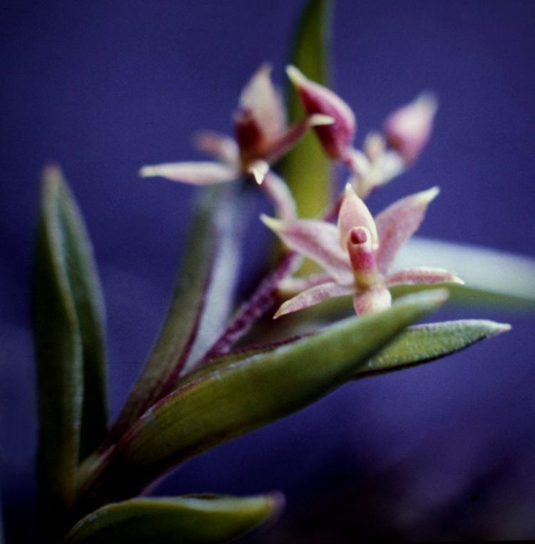 Epidendrum sect. Sarcophylla