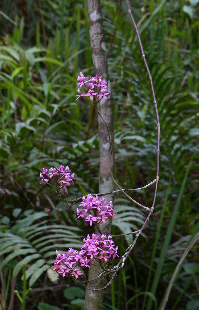 Epidendrum secundum Epidendrum secundum Orchid Atlantic Forest Caraguatatub Flickr
