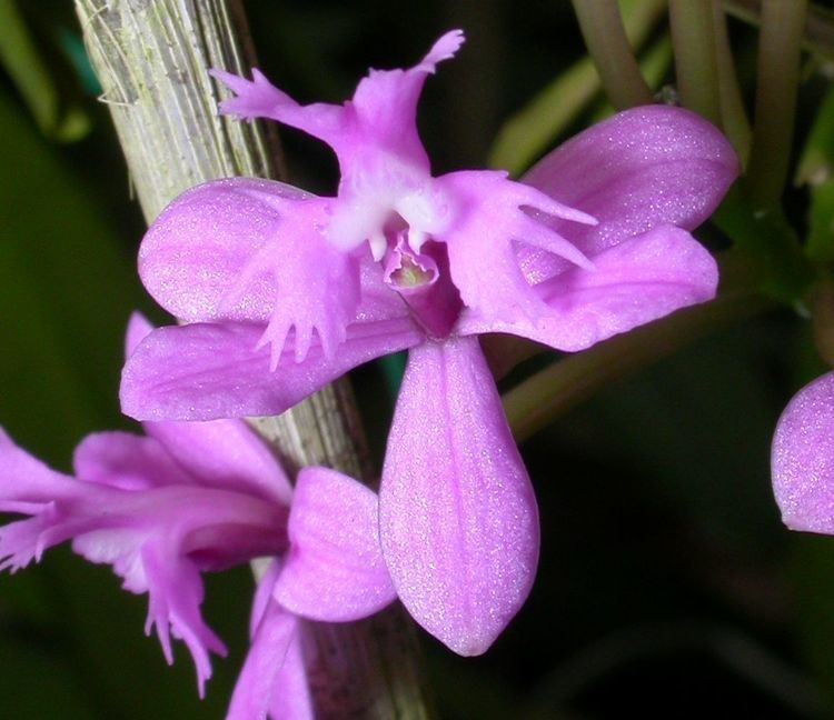 Epidendrum secundum IOSPE PHOTOS