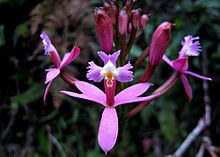 Epidendrum secundum httpsuploadwikimediaorgwikipediacommonsthu