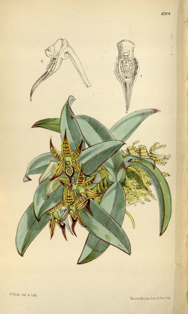 Epidendrum sophronitis