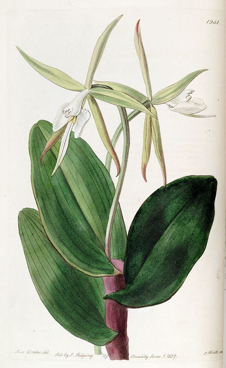 Epidendrum subg. Epidendrum