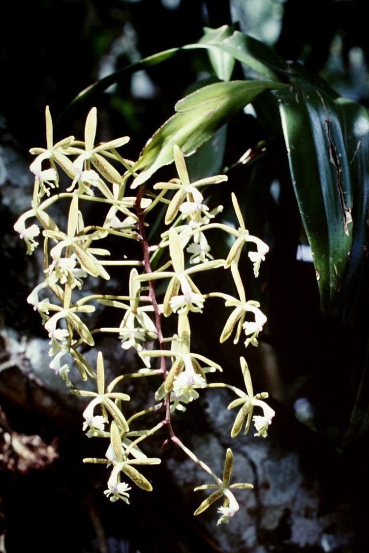 Epidendrum subg. Spathium