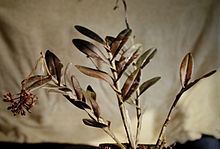 Epidendrum subsect. Integra httpsuploadwikimediaorgwikipediacommonsthu