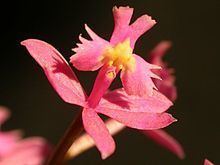 Epidendrum subsect. Tuberculata httpsuploadwikimediaorgwikipediacommonsthu