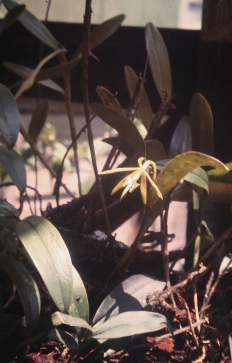 Epidendrum subsect. Umbellata