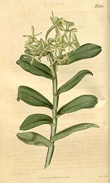 Epidendrum umbelliferum httpsuploadwikimediaorgwikipediacommonsthu