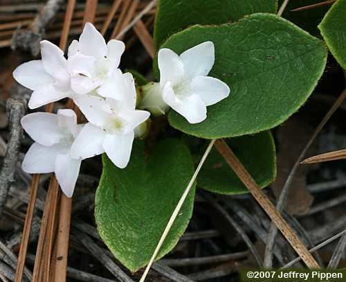 Epigaea Epigaea trailing arbutus