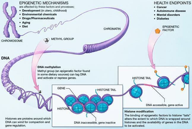 Epigenetic regulation of neurogenesis