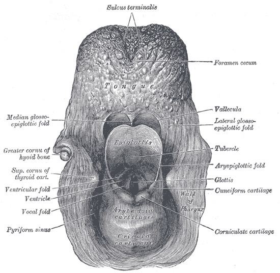 Epiglottic vallecula