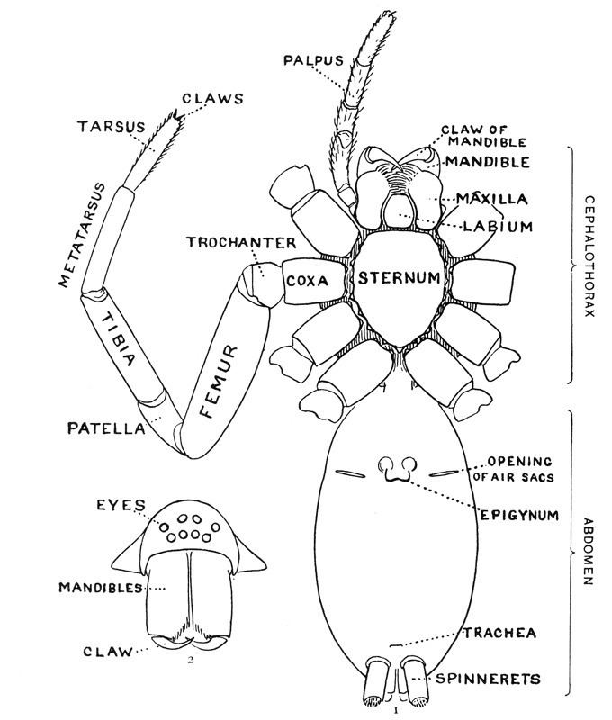 Epigyne