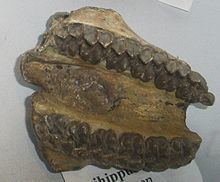 Epihippus httpsuploadwikimediaorgwikipediacommonsthu