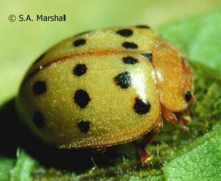 Epilachna Epilachna varivestis Mexican bean beetle Discover Life