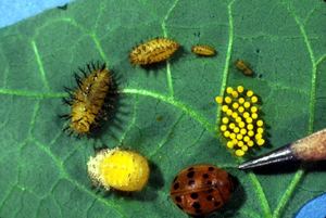 Epilachna varivestis Mexican Bean Beetle Pests Soybean Integrated Pest Management