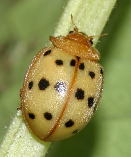 Epilachna varivestis Epilachna varivestis Mexican bean beetle