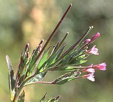 Epilobium ciliatum has veined lance-shaped leaves, its foliage, stem, and inflorescence are covered in bristly hairs and glands, a trumpet-shaped flower with four petals, it has a dark pink color.