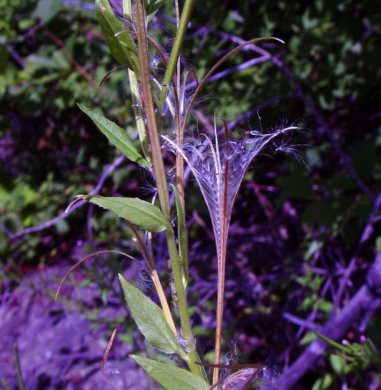 Epilobium ciliatum, a fringed willow herb, has purple petals, has green leaves along the stem.