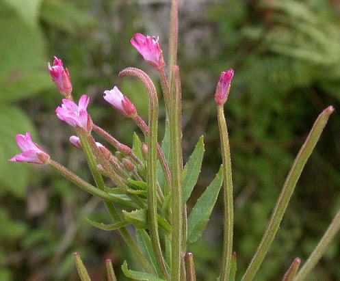 Epilobium ciliatum has petals notched to halfway into two parallel lobes, and violet petals but darker at the edges, with green leaves with a long-tapering tip.