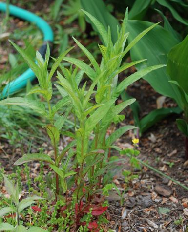 Epilobium ciliatum, has a green stem and veined lance-shaped leaves, with red leaves, surrounded by different kinds of plants and a water hose.
