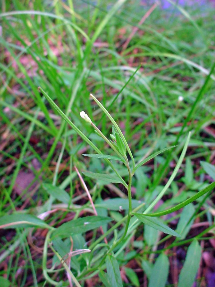 Epilobium ciliatum is a small erect herb, with a small white petal, surrounded by grass.