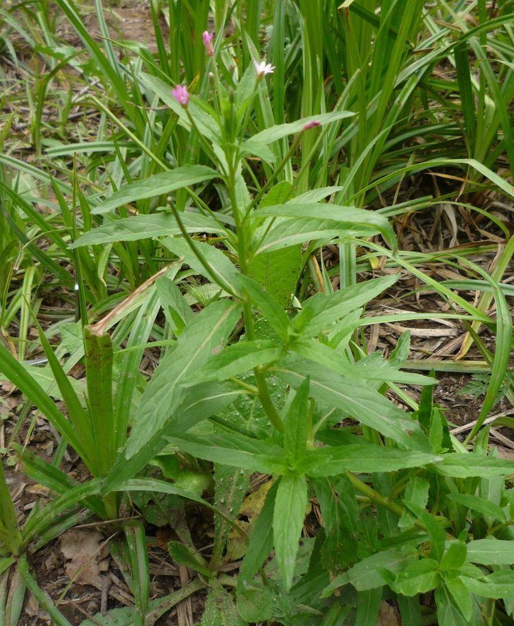 Epilobium ciliatum, has a blooming edge, with green stem and veined lance-shaped leaves surrounded by grass.