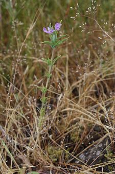 Epilobium minutum httpsuploadwikimediaorgwikipediacommonsthu