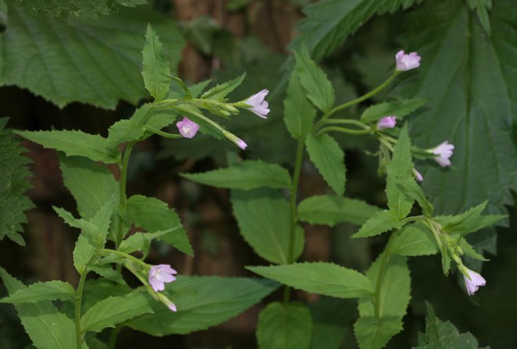 Epilobium montanum Broadleaved Willowherb Epilobium montanum NatureSpot