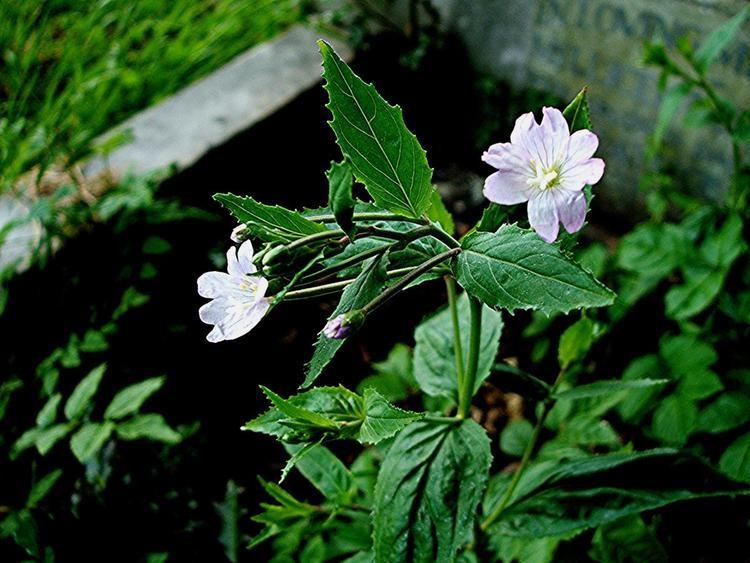 Epilobium montanum Broadleaved Willowherb Epilobium montanum NatureSpot