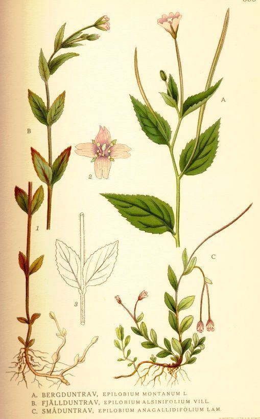 Epilobium montanum File335 Epilobium montanum E alsinifolium and E anagallidifolium