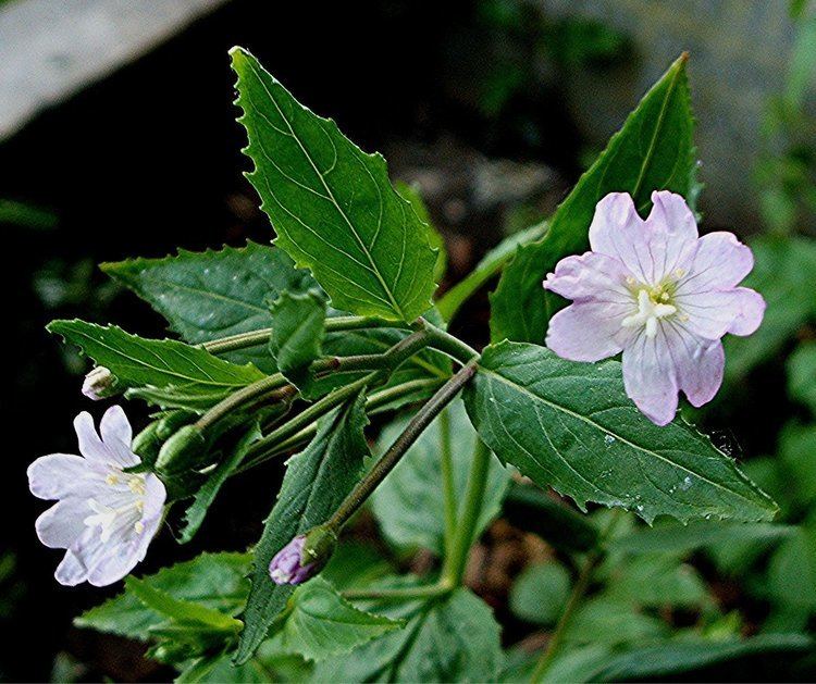Epilobium montanum warehouse1indiciaorgukuploadp15mi5gthja8k11ck