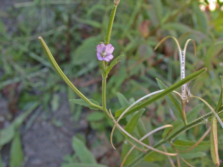 Epilobium parviflorum Epilobium parviflorum smallflowered willowherb Go Botany