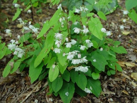 Epimedium wushanense Epimedium wushanense Cultivate Your Garden Style