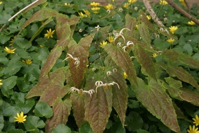 Epimedium wushanense Epimedium wushanense hybrid