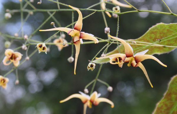 Epimedium wushanense Epimedium wushanense Caramel The Earth Laughs in Flowers