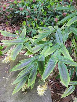 Epimedium wushanense Epimedium wushanense