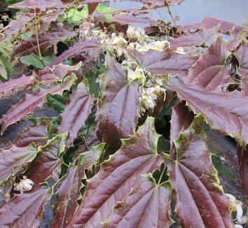 Epimedium wushanense Epimedium wushanense plant lust