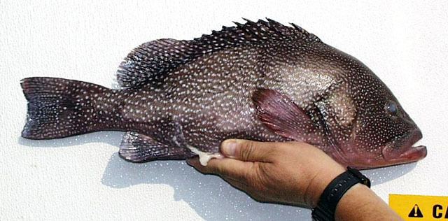 Epinephelus Fish Identification