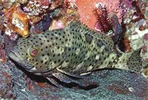 Epinephelus corallicola Epinephelus corallicola Coral grouper fisheries