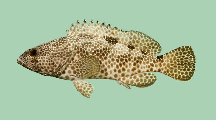 Epinephelus spilotoceps Epinephelus spilotoceps Picture FishWise Pro