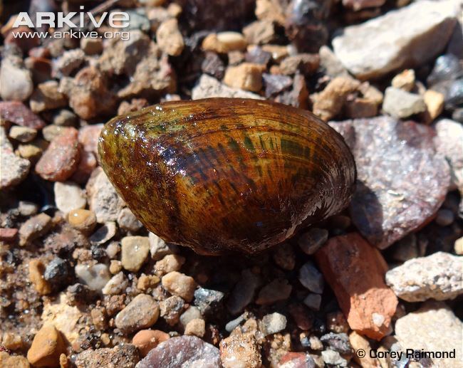 Epioblasma triquetra Snuffbox videos photos and facts Epioblasma triquetra ARKive