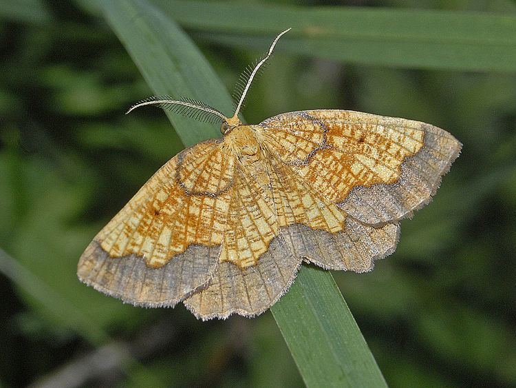 Epione (moth)