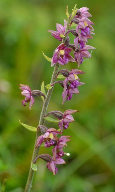 Epipactis atrorubens Epipactis atrorubens