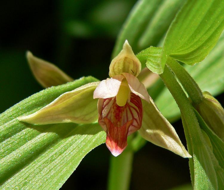 Epipactis gigantea FileEpipactis gigantea 4jpg Wikimedia Commons