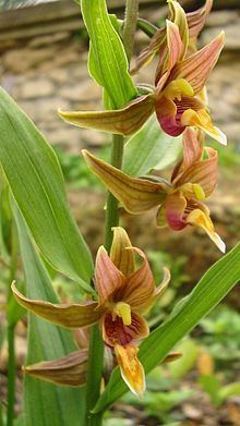 Epipactis gigantea httpsuploadwikimediaorgwikipediacommonsthu