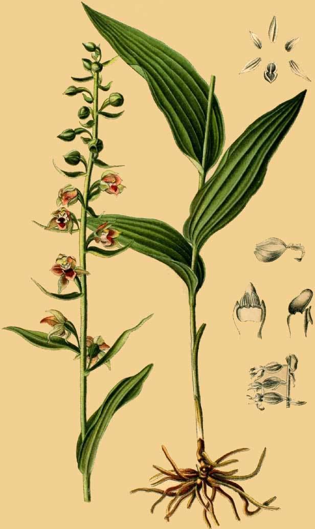 Epipactis helleborine Oxycode a natural alkaloid of the orchid Epipactis helleborine